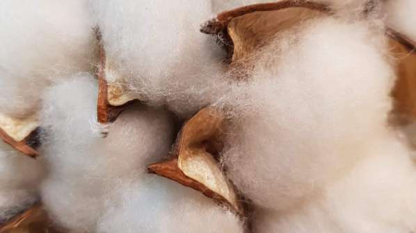 Cotton