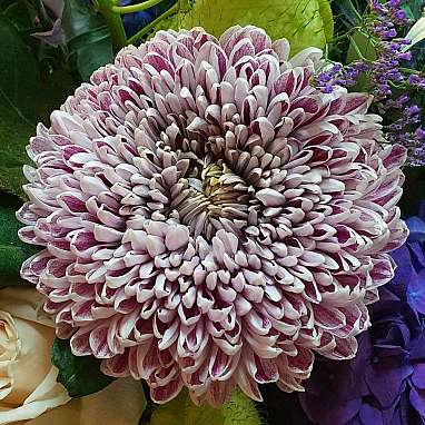 Chrysantheme
