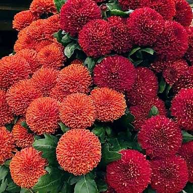 Chrysantheme
