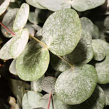 Eukalyptus
