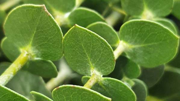 Eukalyptus kleinblättrig
