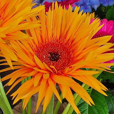 Gerbera
