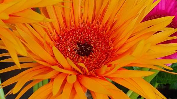 Gerbera