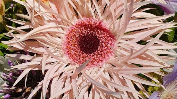 Gerbera