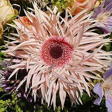 Gerbera
