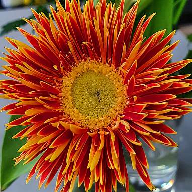 Gerbera