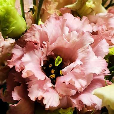 Lisianthus