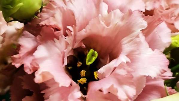 Lisianthus