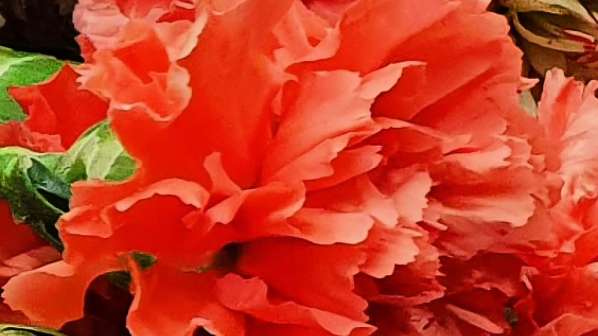 Carnation