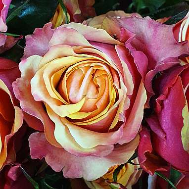 Rose
