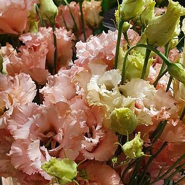 Lisianthus