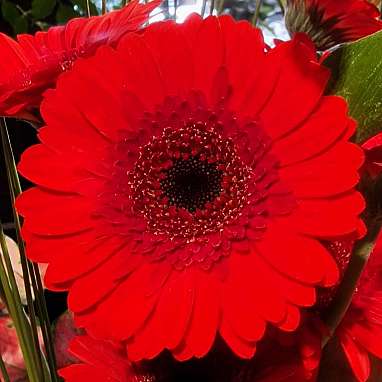Gerbera
