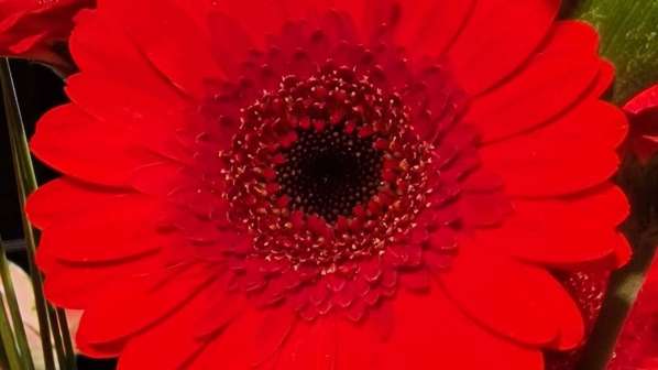 Gerbera