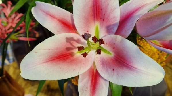 Scented lily