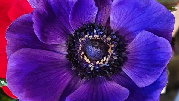 Anemone