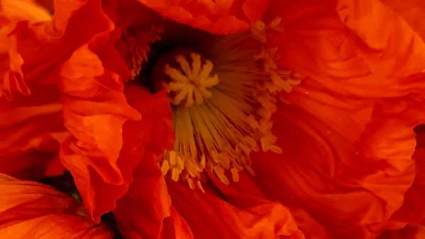 Poppy Flower