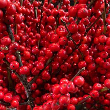 Ilex