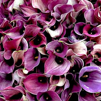 Calla