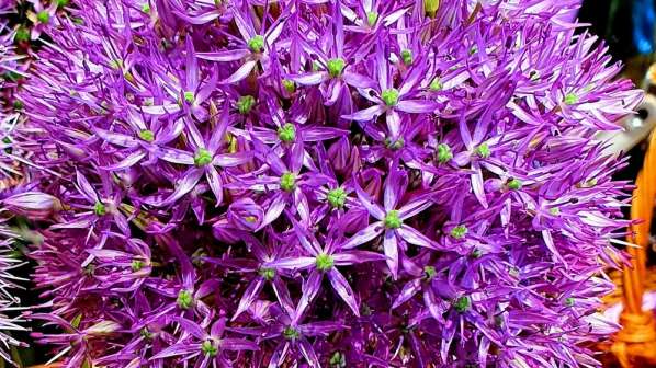 Allium