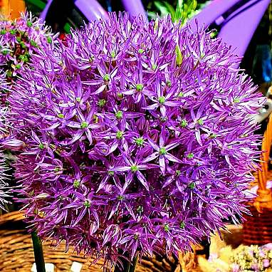 Allium