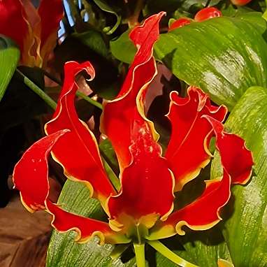 Gloriosa