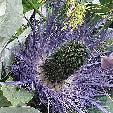 Distel