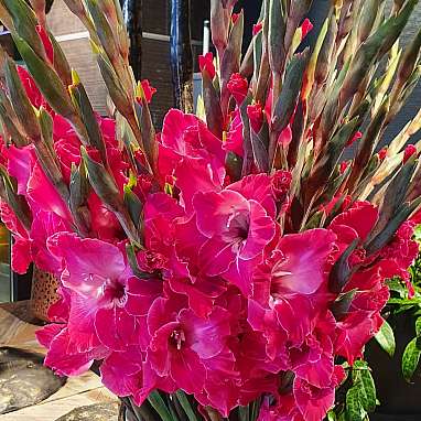 Gladiole