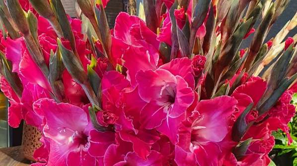 Gladiolus