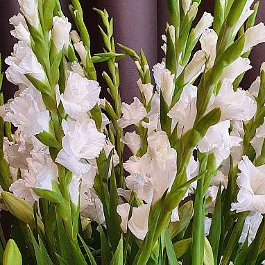 Gladiole
