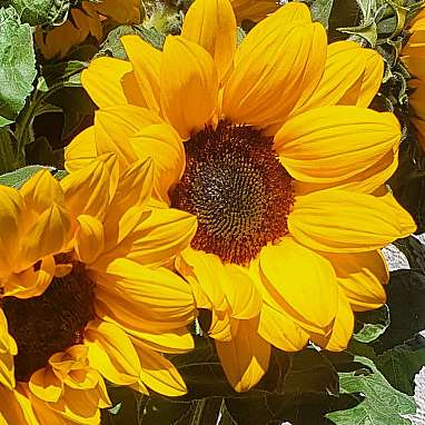 Sonnenblume