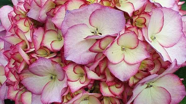 Hydrangea