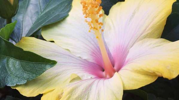Hibiscus