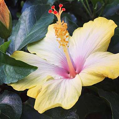 Hibiscus