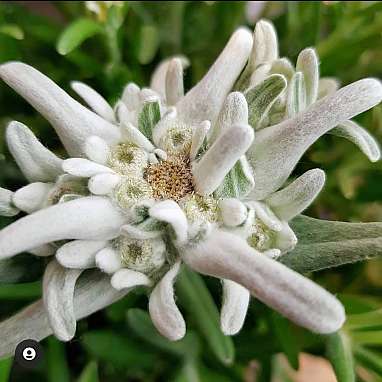 Edelweiss