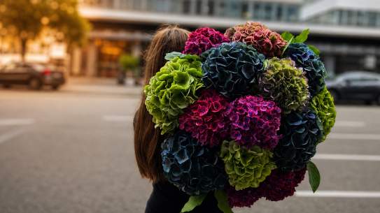 Hortensien: Die wunderschöne Saisonblume für besondere Momente