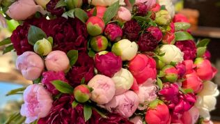 Sie sind wieder da - die Pfingstrosen