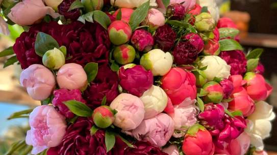 They are back - the peonies