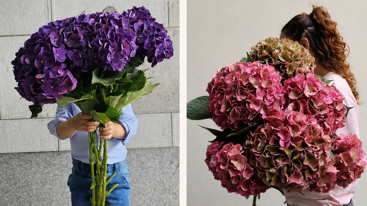 Hydrangeas – lush and colourful